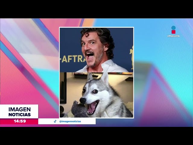 ¡Pedro Pascal es comparado con el meme de un perrito!