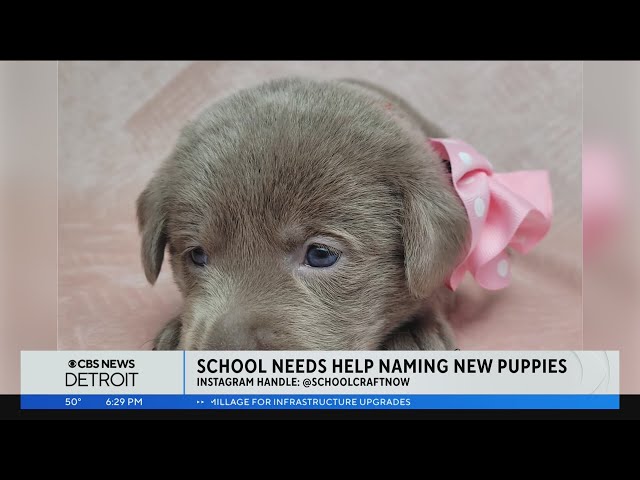 Schoolcraft College announces 5 puppies to serve as campus comfort dogs