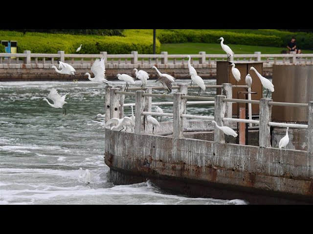 How did Yundang Lake in Xiamen transform from polluted water to a habitat for egrets?