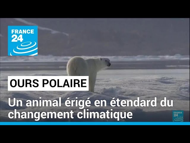 L'ours polaire, un animal érigé en étendard du changement climatique • FRANCE 24