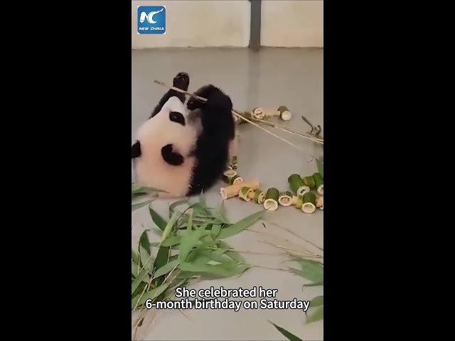 Russia's first panda cub turns 6 months old