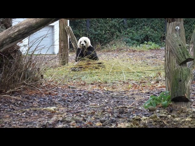 GLOBALink | Giant panda fantastic gate to discover China: Belgian animal park founder