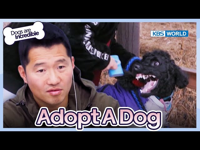 Why are you doing this to me? [Dogs are incredible : EP.208-2] | KBS WORLD TV 240227