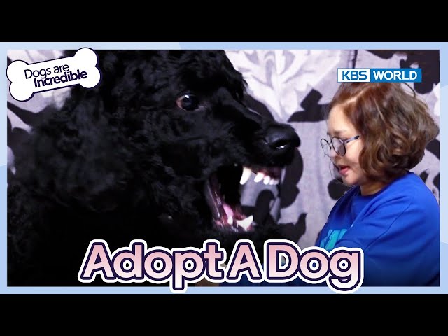 Don't touch me [Dogs are incredible : EP.208-1] | KBS WORLD TV 240227