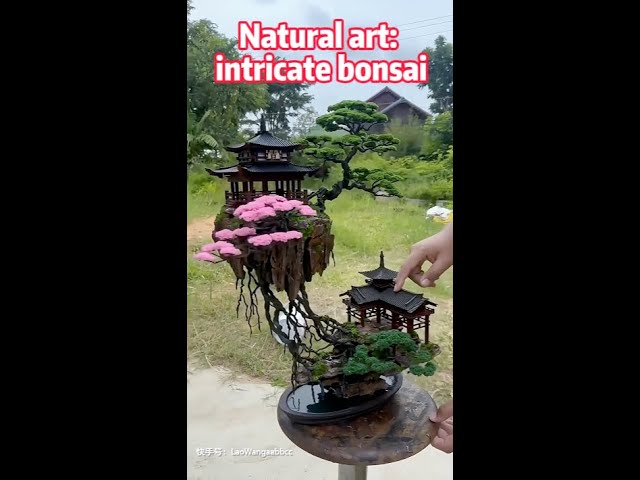 Natural art: intricate bonsai