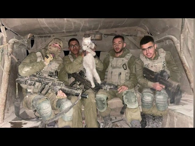 Les chiens sauvés à Gaza, un risque pour Israël ?