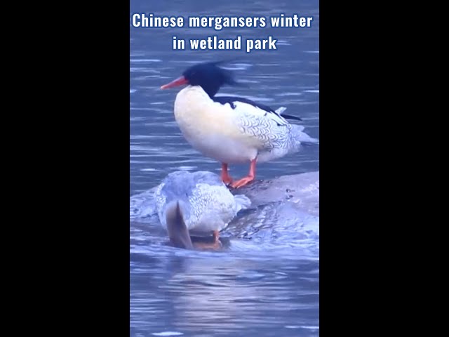 Endangered Chinese mergansers spotted wintering in C China's Hubei