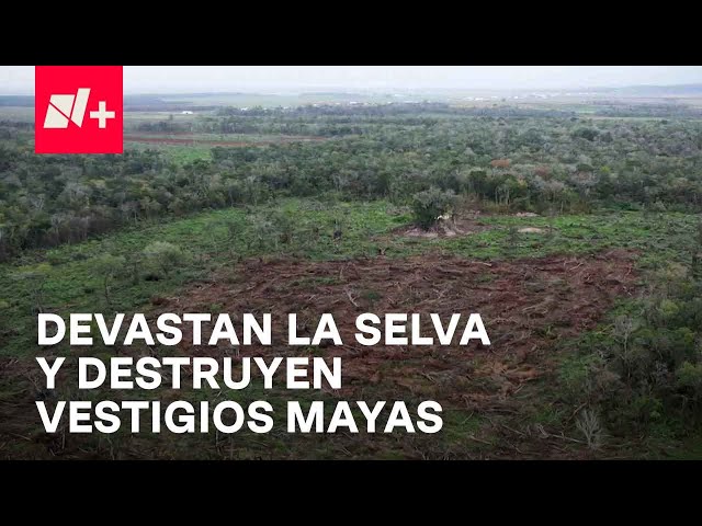 Miembros de la comunidad menonita devastan la Selva Maya de Campeche - En Punto