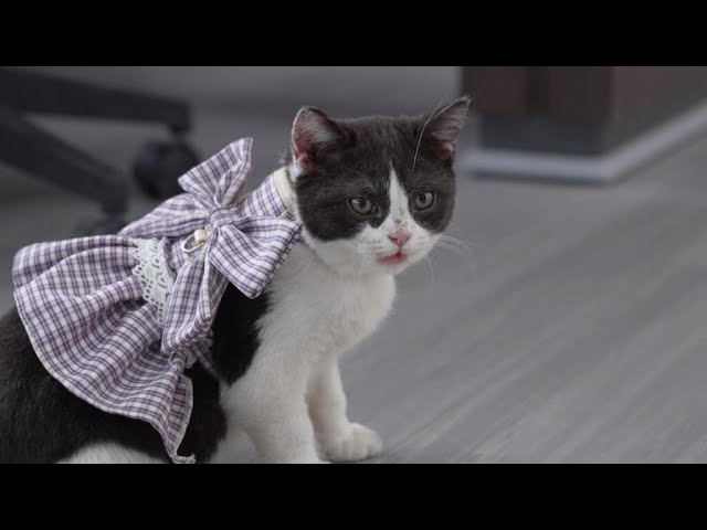 Le clonage d'animaux de compagnie en Chine, un business florissant • FRANCE 24