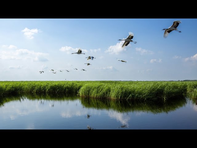 ⁣В Сямэне прилагают усилия по охране водно-болотных угодий