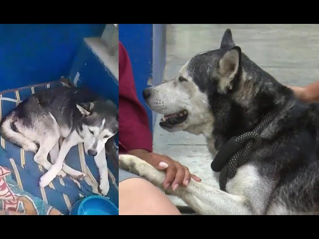 El Agustino: Perrito habría sido abusado y vecinos piden ayuda para él