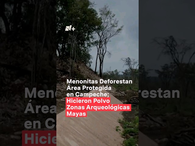 Menonitas deforestan selva y destruyen zonas arqueológicas Mayas #nmas #campeche #shorts