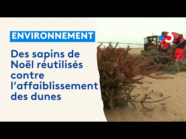 Seconde vie pour les sapins de Noël qui participent au renforcement du littoral