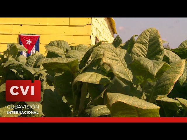 Participantes del Festival del Habano visitan plantaciones de tabaco en San Juan y Martínez