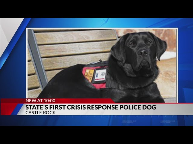 Castle Rock police have Colorado's first crisis response dog