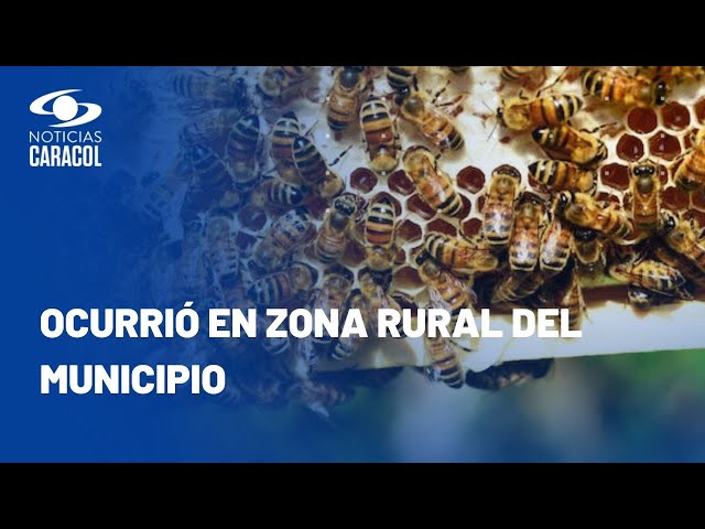 Ataque de abejas en Ciénaga de Oro, Córdoba, cobró la vida de un adulto mayor