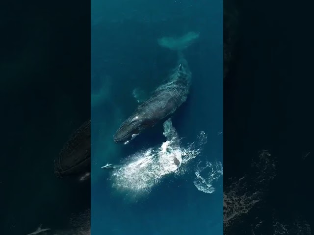 Enorme Ballena quita del camino a las Orcas