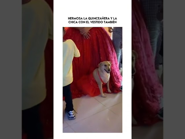 Quinceañera y perrita usan el mismo vestido