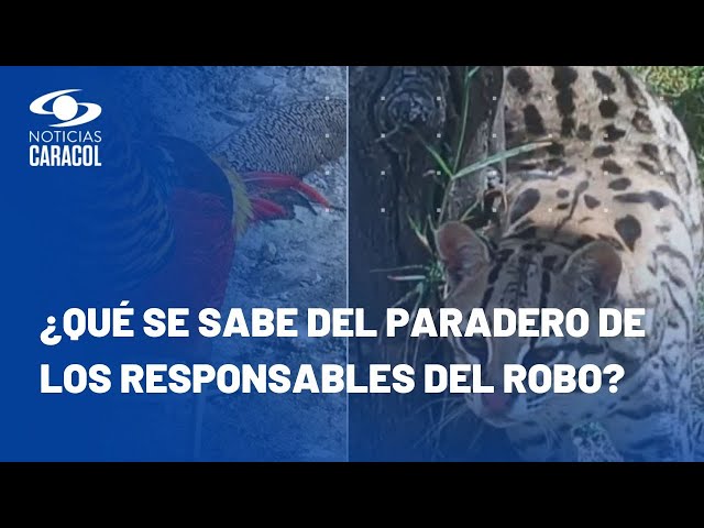 ⁣Roban seis especies de fauna silvestre en zoológico de Guátika, en Boyacá