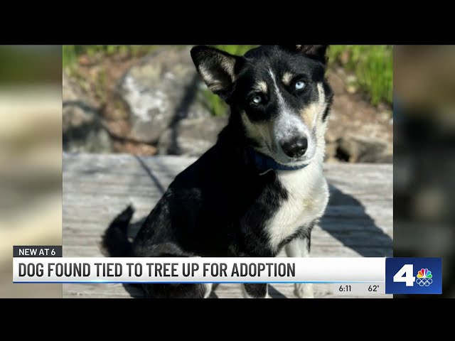 Mission Viejo dog up for adoption after being found tied to tree