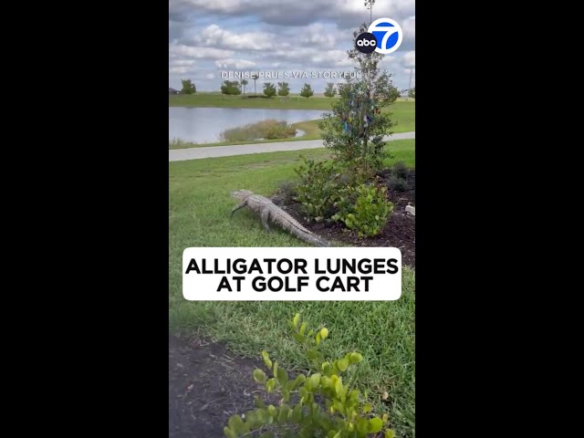 Alligator chases golf cart in Florida