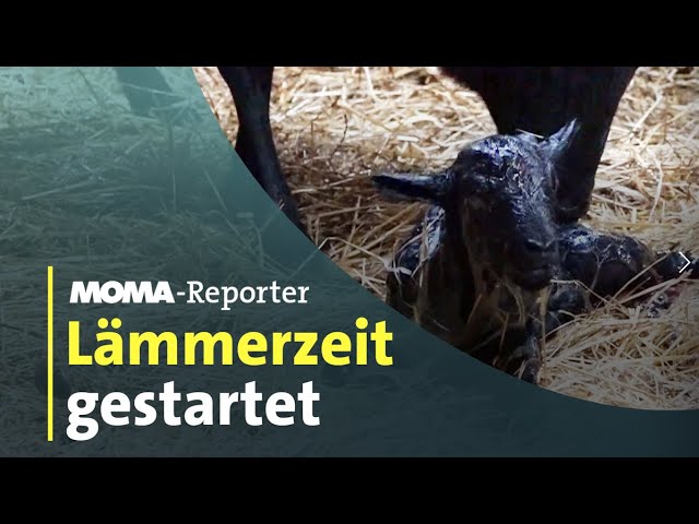 Wenn die Schäferin zur Hebamme wird | ARD-Morgenmagazin