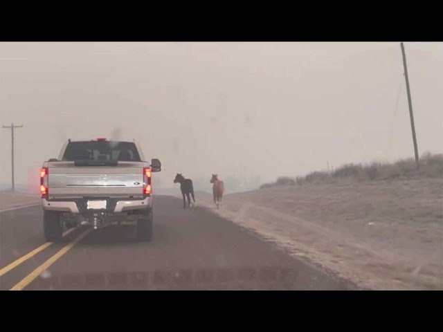 Horses seen running on Texas highway as wildfire smoke fills the sky