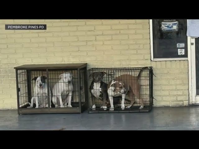 Four Dogs Found Abandoned Outside Pembroke Pines Vet Clinic