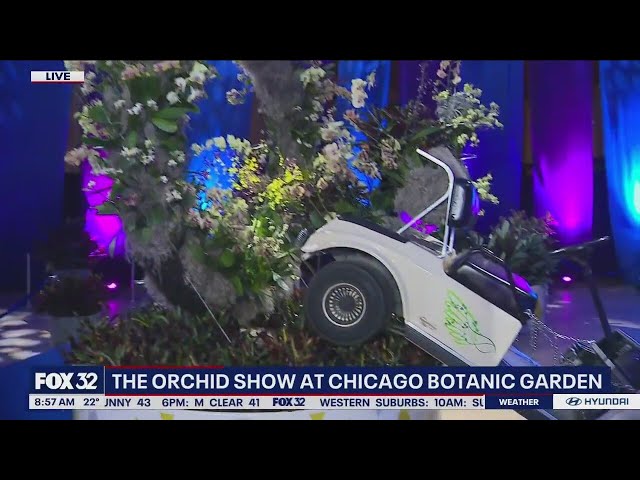 Step right up to the Chicago Botanic Garden's "Orchid Show Of Wonders"!