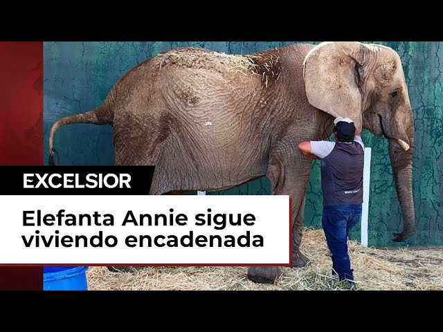 Elefanta Annie sigue viviendo encadenada en un predio irregular