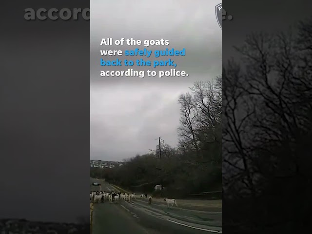 Watch: Police escort herd of goats back to their enclosure #Shorts