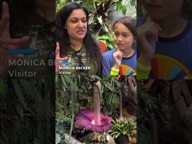 'Dead carcass' smelling corpse flower blooms #Shorts