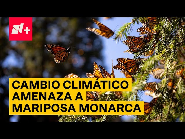 Cambio climático amenaza santuarios de la mariposa monarca - N+