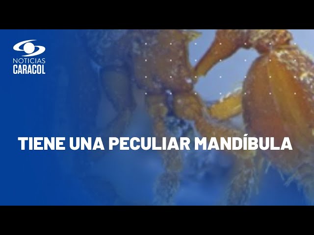 Nueva especie de hormiga fue descubierta en Armenia