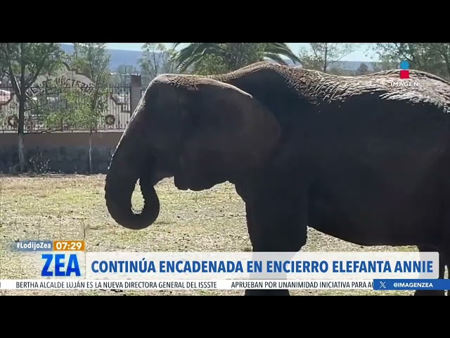 La elefanta Annie continúa viviendo encadenada en un predio