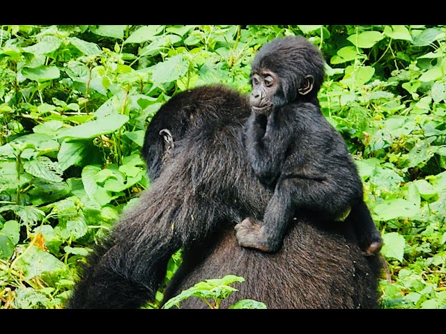 BWINDI IMPENETRABLE NATIONAL PARK - SUCESS STORIES EPSD 1 I FEBRUARY 29, 2024