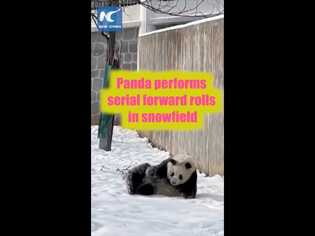 Cute moment: Panda performs serial forward rolls in snowfield