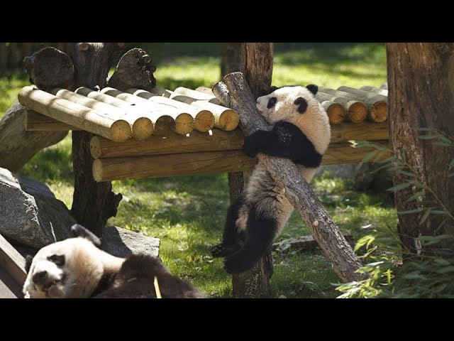 Family of giant pandas return to China from Spain