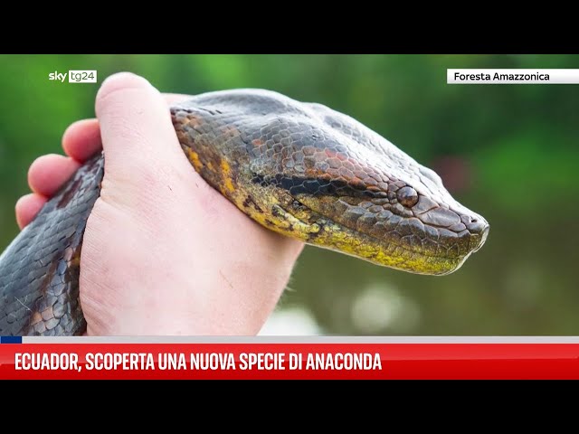 ⁣Amazzonia, scoperta nuova specie di anaconda