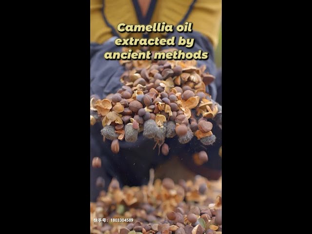 Camellia oil extracted by ancient methods