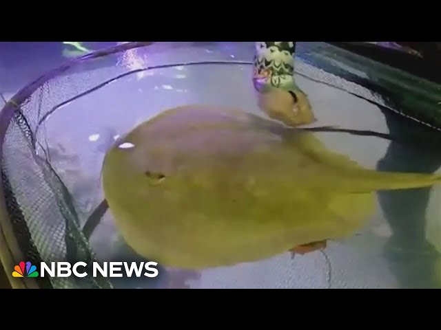 Stingray’s virgin pregnancy has scientists speculating