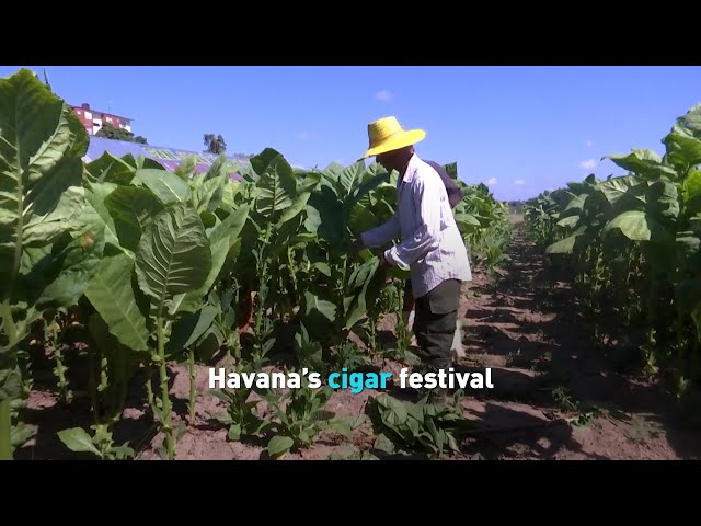 Havana’s cigar festival