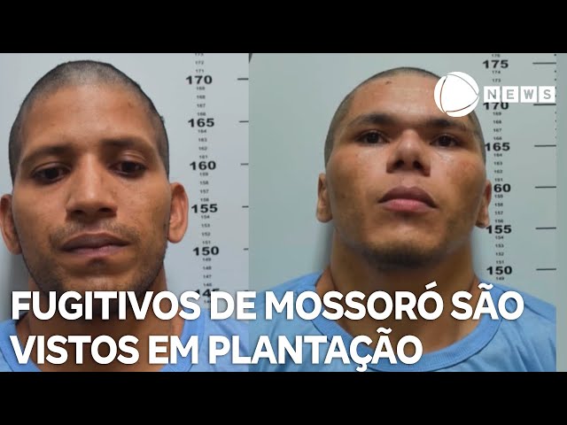 Fugitivos de Mossoró são vistos em plantação de bananas