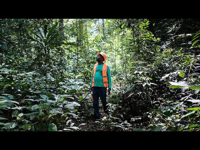 The good foresters: Inside the Gabonese rainforest supplying Amsterdam’s lock gates