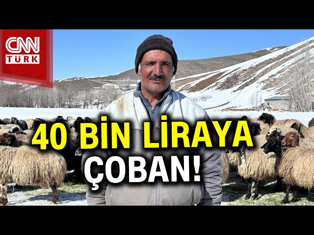 Çoban Sorununa 40 Bin Lirayla "İthal Çoban" Çözümü! #Haber