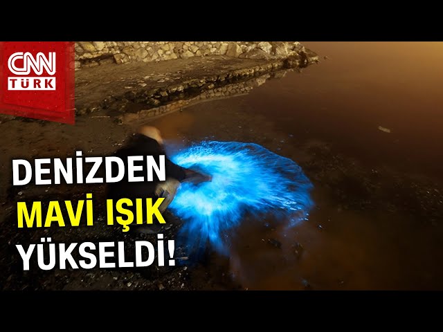 Mudanya Kıyılarında Alg Patlaması! Gece Saatlerinde Mavi Işık Yükseldi #Haber