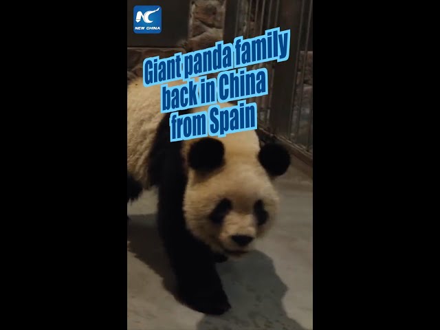 Giant panda family back in China from Spain