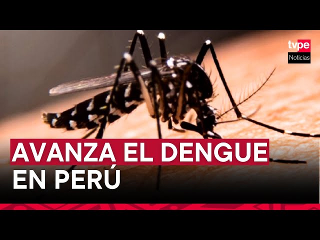 Dengue en Perú: casos confirmados superan los 19 000