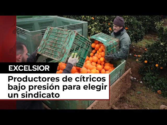 ⁣Productores de cítricos en San Luis Potosí bajo el asedio para elegir un sindicato