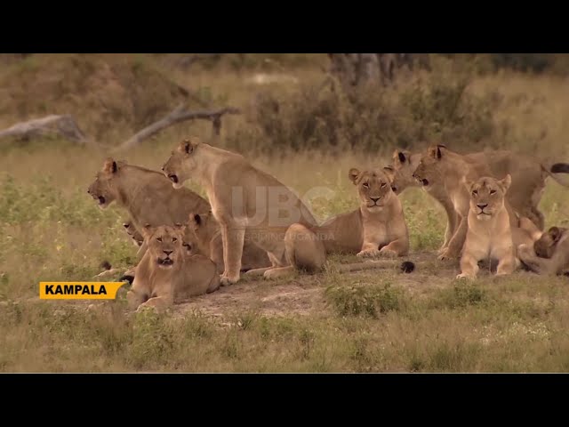 Boosting lion population - UWEC mulling idea to invest in lion breeding